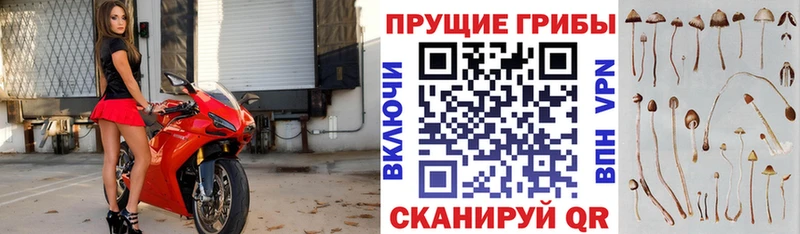 Купить закладки  Красный Кут  Галлюциногенные грибы Magic Shrooms 